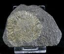 Dactylioceras Ammonites - Posidonia Shale #23089-1